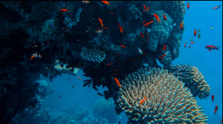 Nous participons à la restauration de l'écosystème coralien depuis 2011 (MARRS - Mars Assisted Reef Restoration System), ayant permis d'augmenter la surface de nouveaux coraux de 50% en moins de 2 ans.